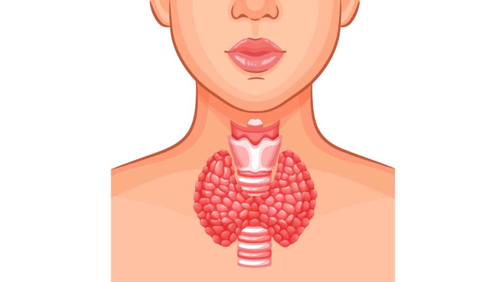 Illustration de l'anatomie de la thyroïde